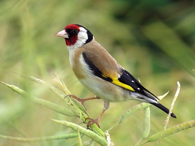 Chardonneret élégant, carduelis carduelis