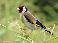 Chardonneret élégant, carduelis carduelis