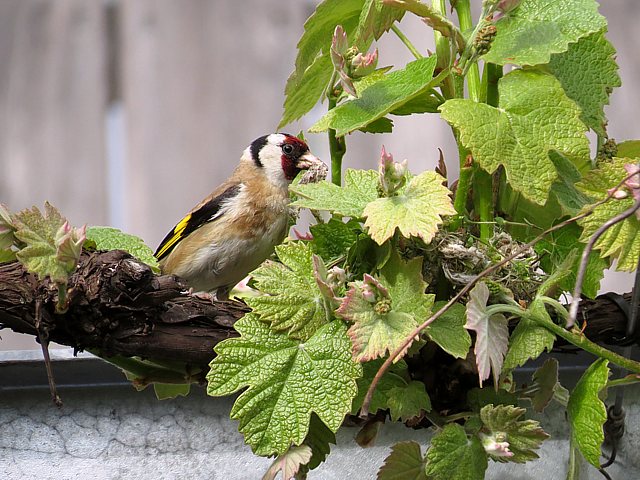 Chardonneret lgant et son nid