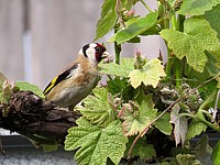 Chardonneret élégant au nid