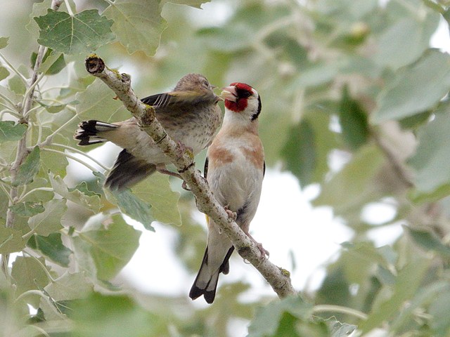 Chardonneret lgant, carduelis carduelis