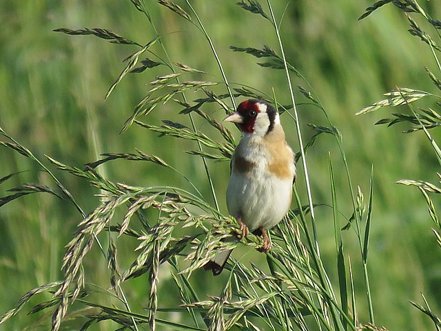 Chardonneret lgant, carduelis carduelis