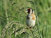 Chardonneret dans un champ
