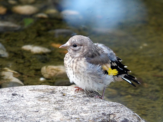 Chardonneret lgant, carduelis carduelis