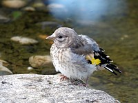 Jeune chardonneret