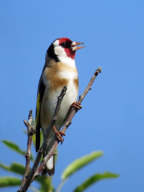 Chardonneret lgant, carduelis carduelis