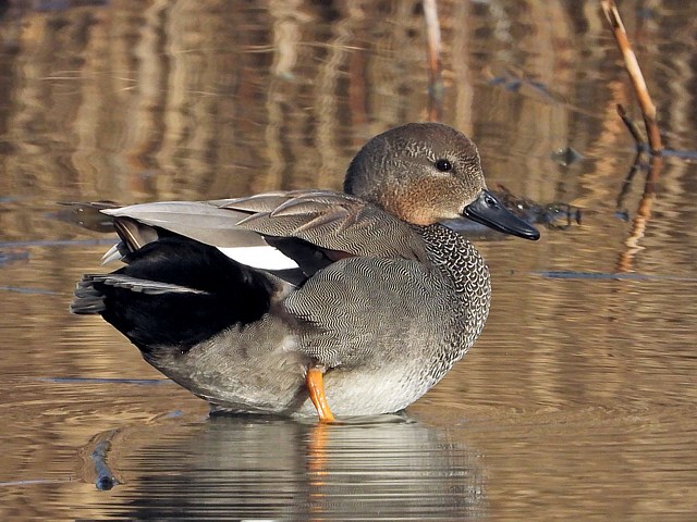 Canard chipeau, anas strepera