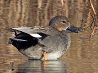 Canard chipeau, anas strepera