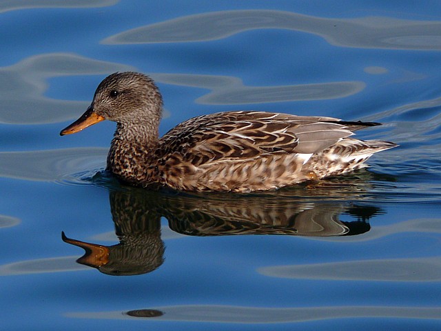 Femelle canard chipeau