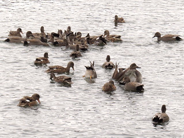Groupe de canards chipeaux