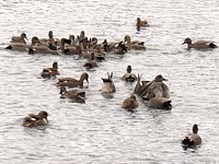 Groupe de chipeaux