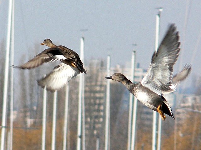Canards chipeaux en vol