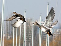 Envol de canards chipeaux
