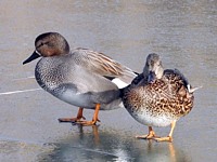 Couple de chipeaux