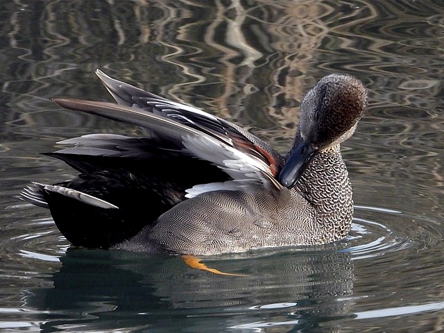 Mle canard chipeau