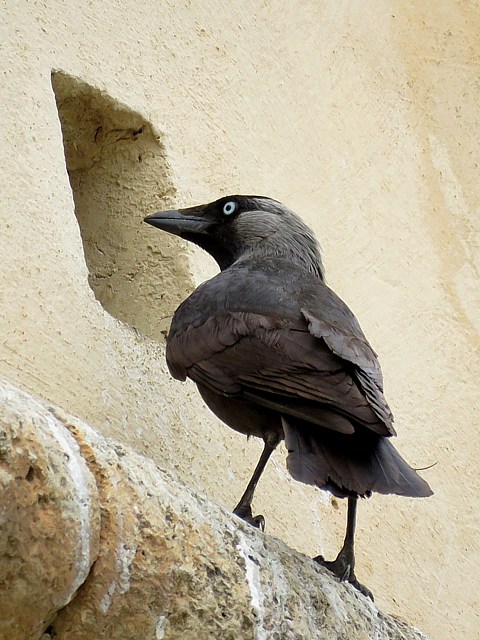 Choucas des tours, corvus monedula