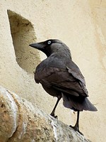 Choucas des tours, corvus monedula