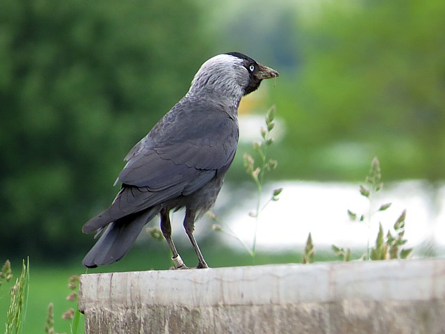 Choucas des tours, corvus monedula