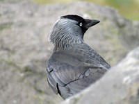 Tête de choucas
