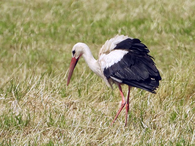 Cigogne blanche, ciconia ciconia