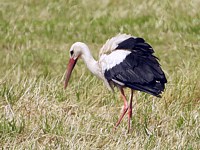 Cigogne blanche, ciconia ciconia