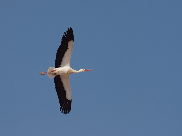 Cigogne blanche en vol