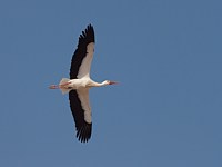Cigogne en vol