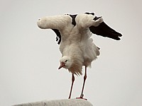 Cigogne sur un lampadaire