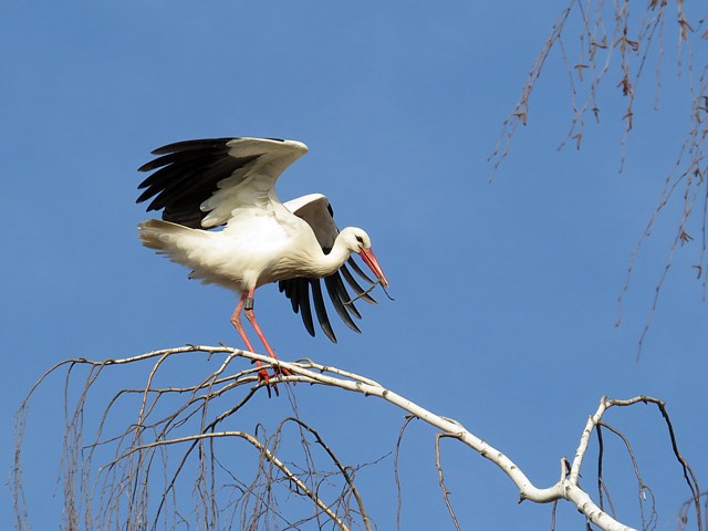 Cigogne prparant son nid