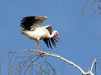 Cigogne