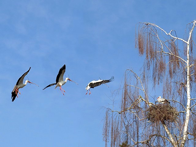 Accouplement de cigognes