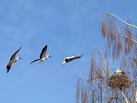 Cigogne blanche, apport de matériel