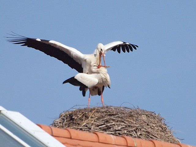 Accouplement de cigognes