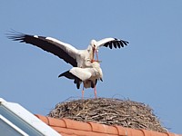 Accouplement de cigognes