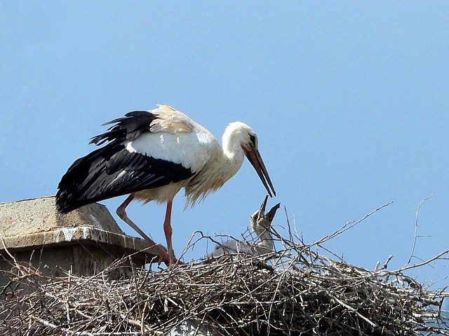 Cigogne blanche au nid