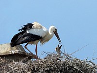 Cigogne nourrissant