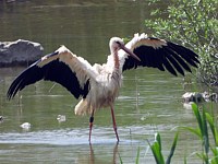 Cigogne se baignant
