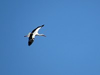 Cigogne blanche, ciconia ciconia