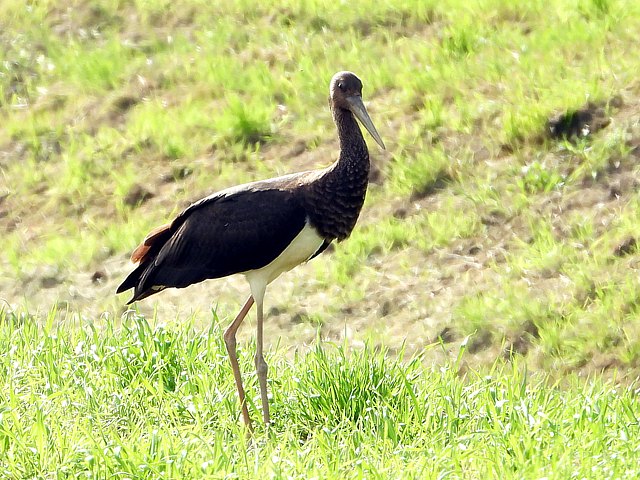 Cigogne noire, ciconia nigra
