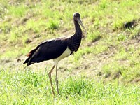 Cigogne noire, ciconia nigra