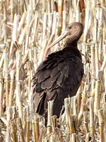 Cigogne noire, ciconia nigra