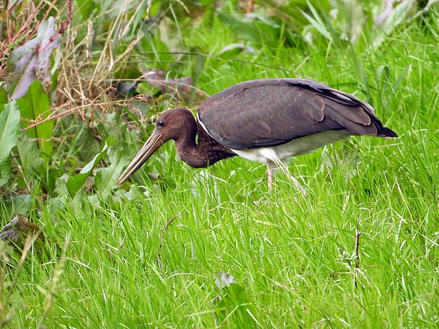 Cigogne noire, ciconia nigra