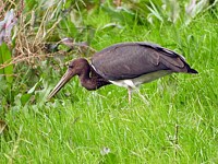 Cigogne noire