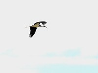 Cigogne noire en vol