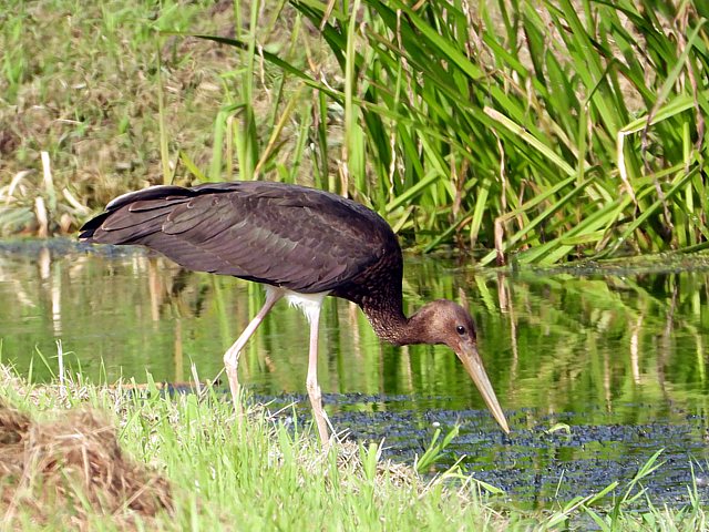 Cigogne noire, ciconia nigra