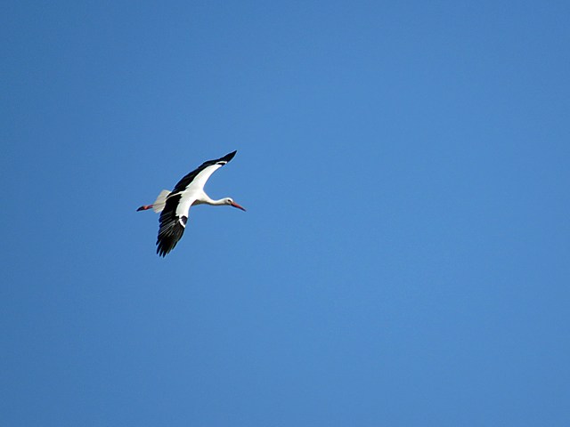 Héron bihoreau, nicticorax nicticorax