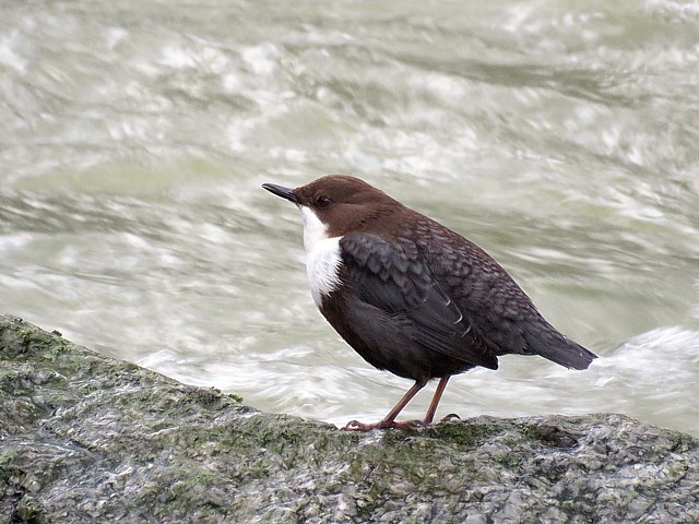Cincle plongeur, cinclus cincius