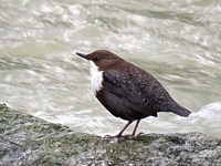 Cincle plongeur, cinclus cincius