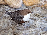 Cincle plongeur, cinclus cincius