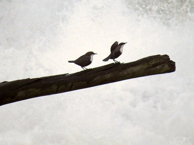 Couple de cincles